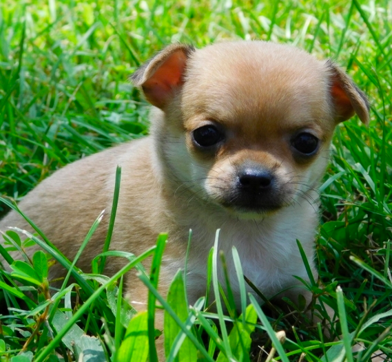 comprar cachorros sanos, baratos y asequibles para la venta